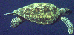 Meeres-Schildkröte